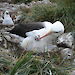 A black-browed albatross feeds its chick on Steeple Jason Island in the Falkland Islands.