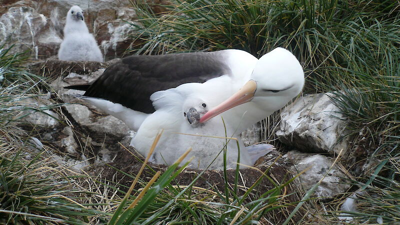 A black-browed albatross feeds its chick on Steeple Jason Island in the Falkland Islands.