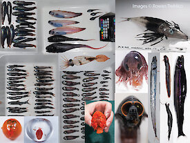 A collection of fish and other mesopelagic creatures on trays.