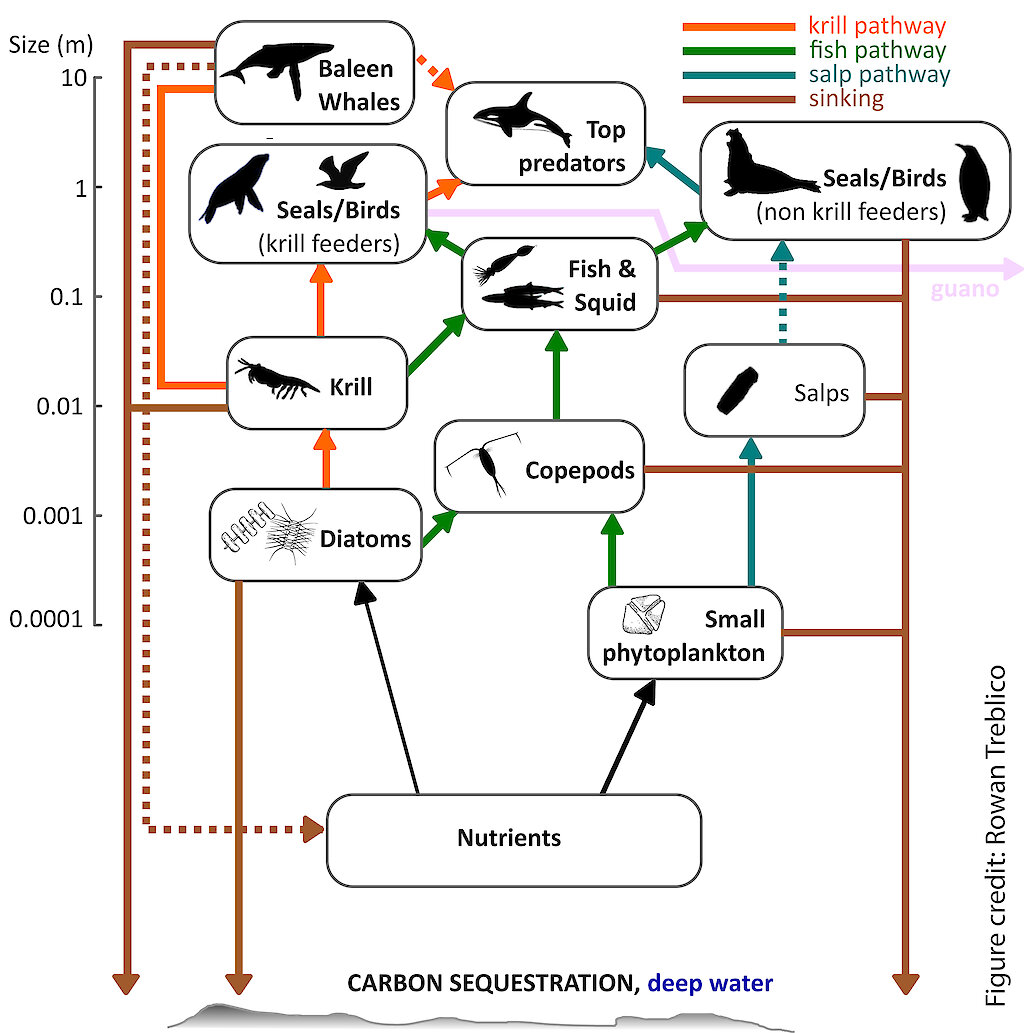 Size matters in Southern Ocean ecosystems models — Australian Antarctic