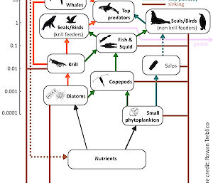 A generic Southern Ocean food web showing the different energy pathways from primary producers (phytoplankton, diatoms) to higher predators.