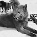 A husky lies on the ice in Antarctica.