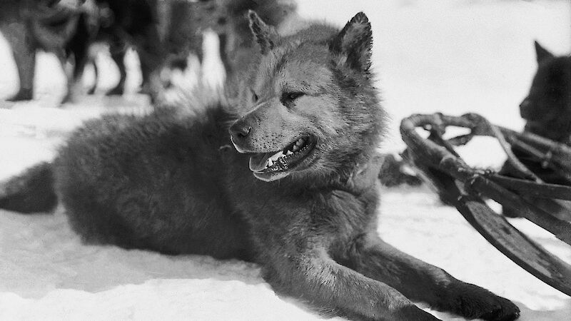 A husky lies on the ice in Antarctica.