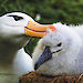 A black-browed albatross with its chick.