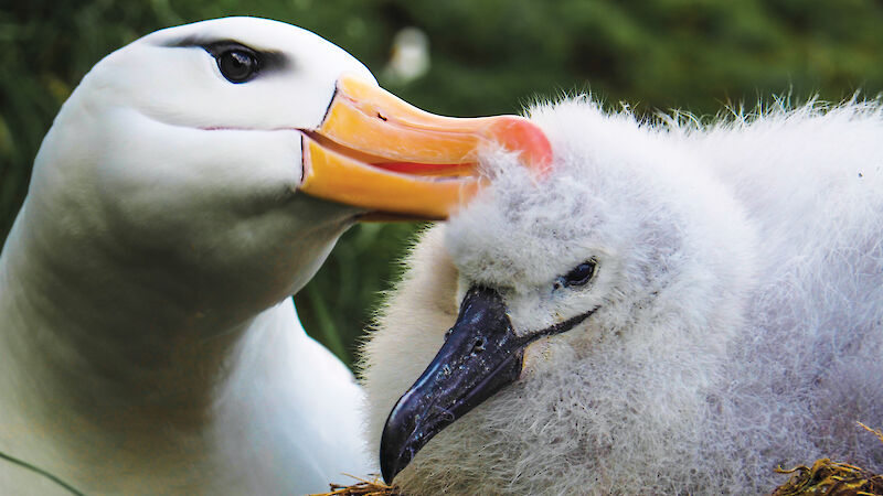 A black-browed albatross with its chick.