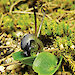 The grooved helmet orchid from Macquarie Island.