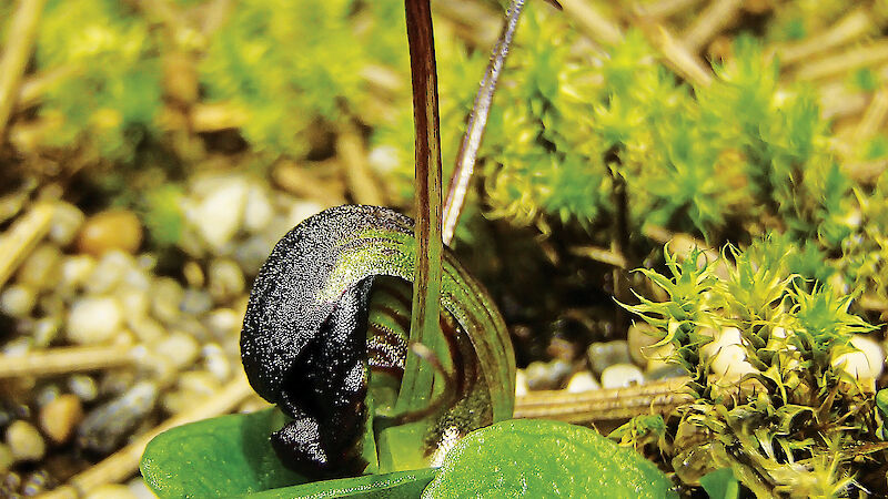 The grooved helmet orchid from Macquarie Island.