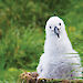 A black-browed albatross chick sitting on its nest on Macquarie Island.