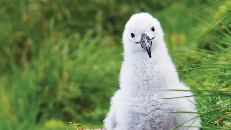 A black-browed albatross chick sitting on its nest on Macquarie Island.