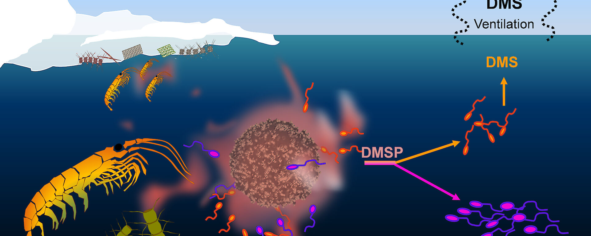 A graphic showing the movement of dimethylsulphoniopropionate through the marine food web and into the atmosphere.