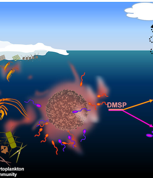 A graphic showing the movement of dimethylsulphoniopropionate through the marine food web and into the atmosphere.