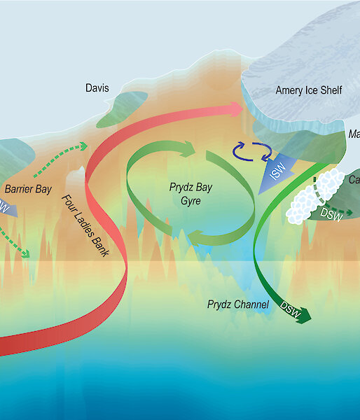 Graphic showing the formation of dense shelf water in Prydz Bay.