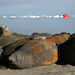 Southern elephant seals lying on the beach at Davis station.