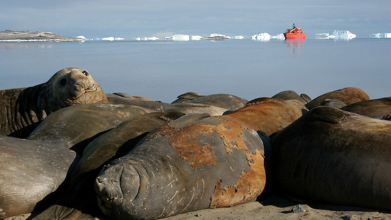 Southern elephant seals lying on the beach at Davis station.