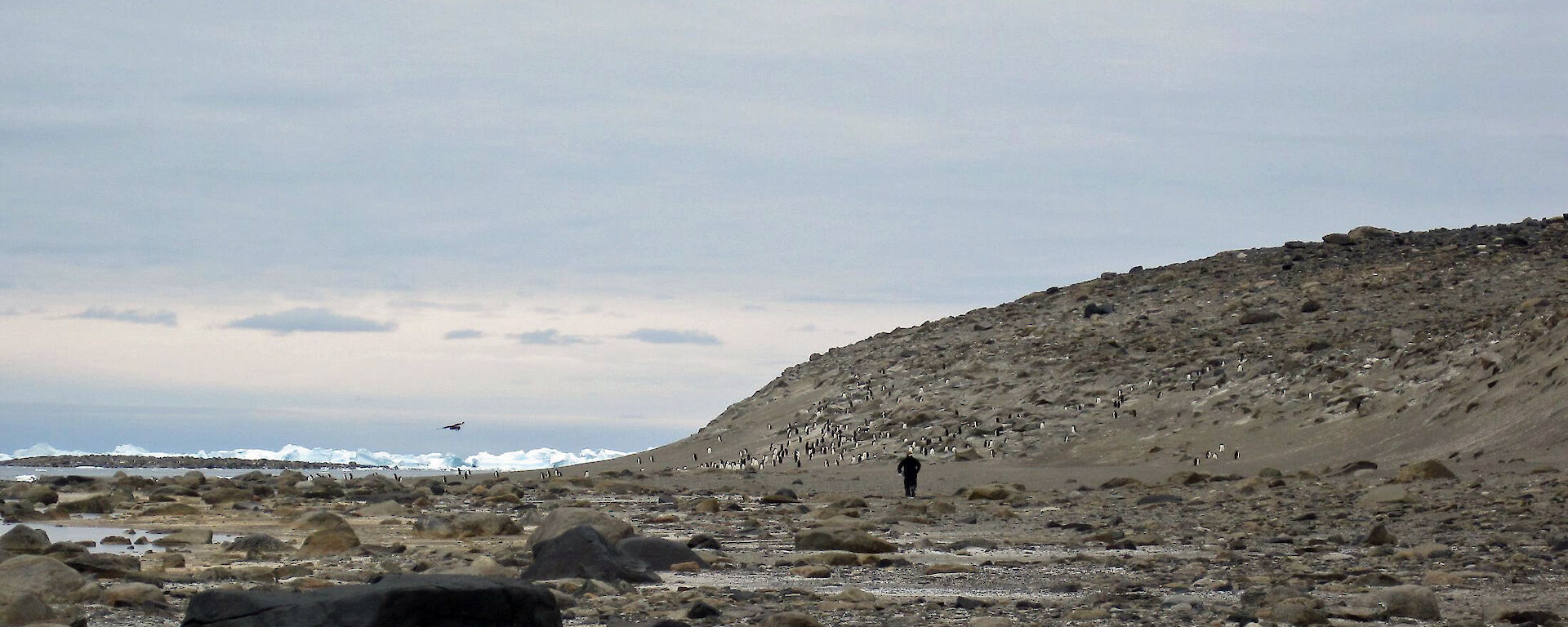 A scientist walking towards a penguin colony.