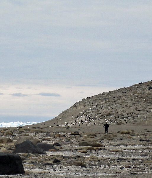 A scientist walking towards a penguin colony.