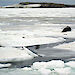 Two seals on the sea ice.