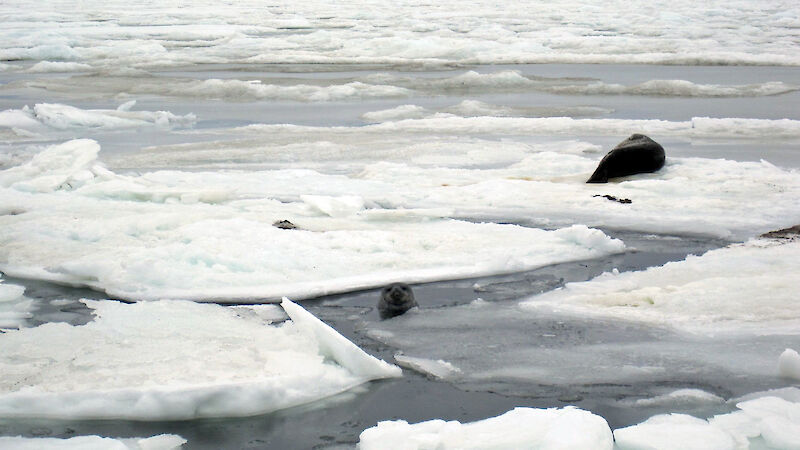 Two seals on the sea ice.