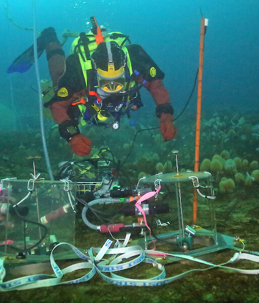 A diver installs a mini-chamber under the sea ice for ocean acidification experiments.