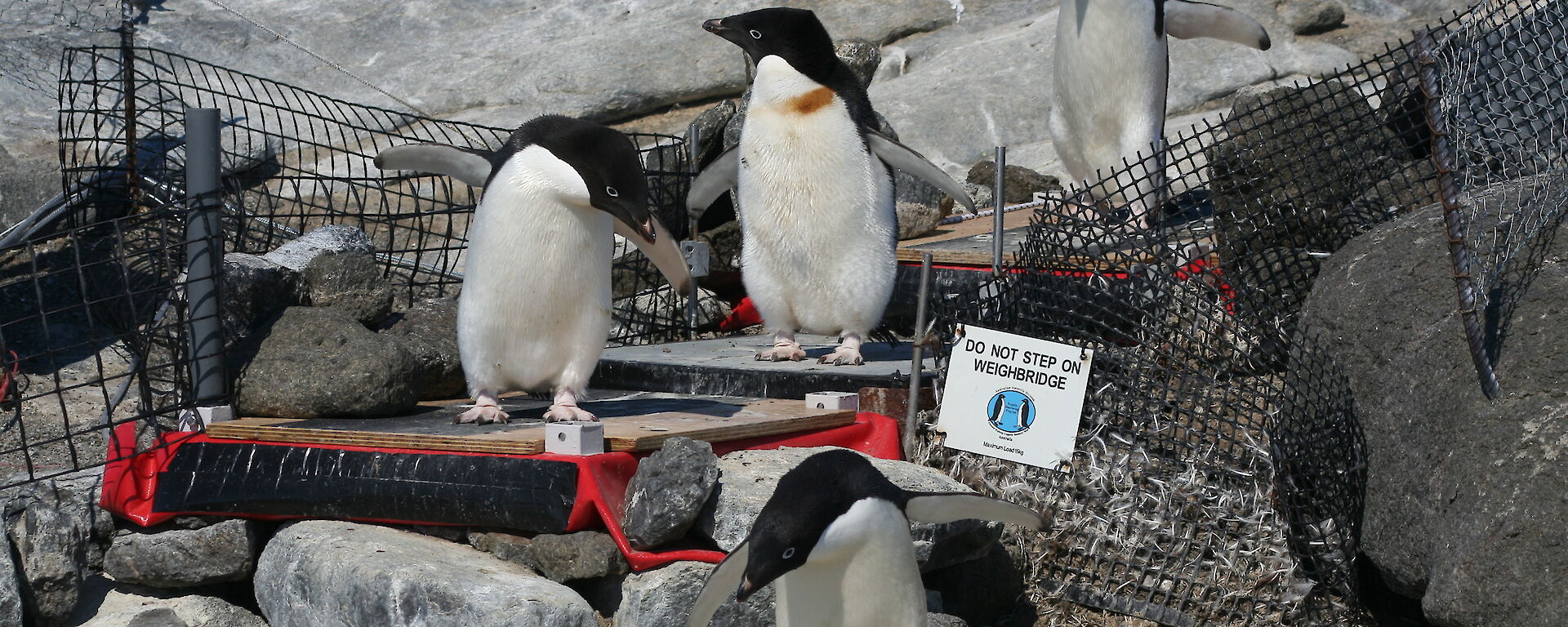 Penguins walk over an automated penguin monitoring system set up over rocks near the colony.