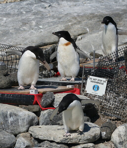 Penguins walk over an automated penguin monitoring system set up over rocks near the colony.