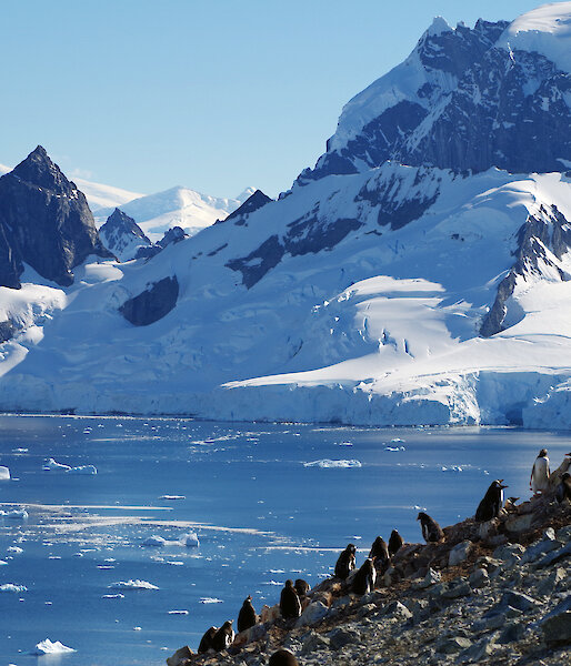 A penguin colony on the Antarctic Peninsula with rocky snow-capped peaks in the background.