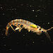 An Antarctic krill