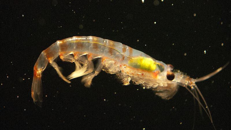 An Antarctic krill
