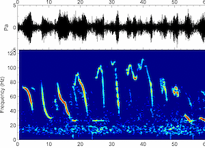 Figure 2: A graph showing frequency modulated calls of Antarctic blue whales