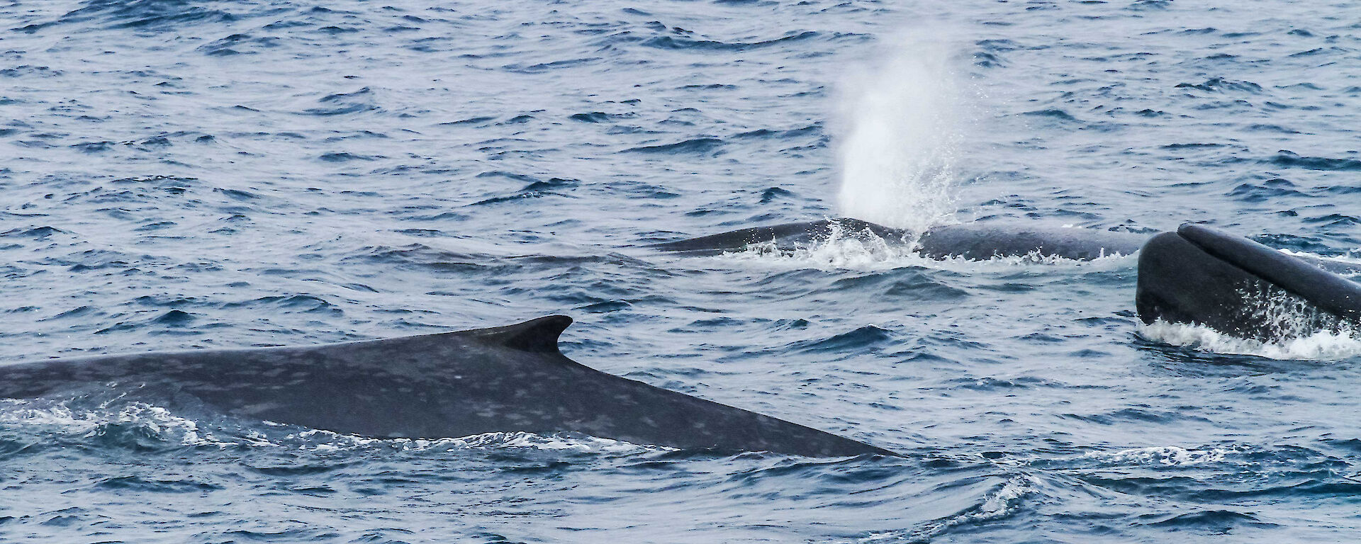 Three blue whales surfacing