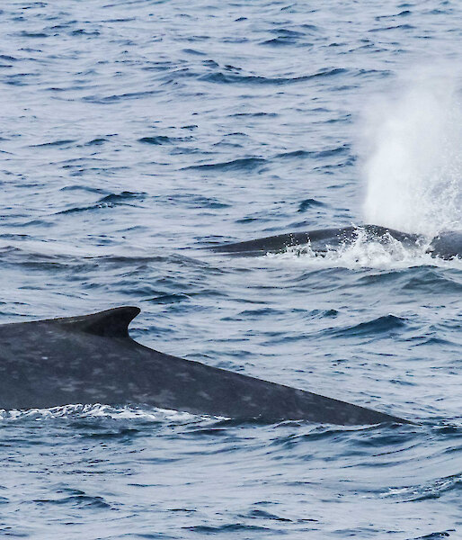 Three blue whales surfacing