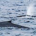 Three blue whales surfacing