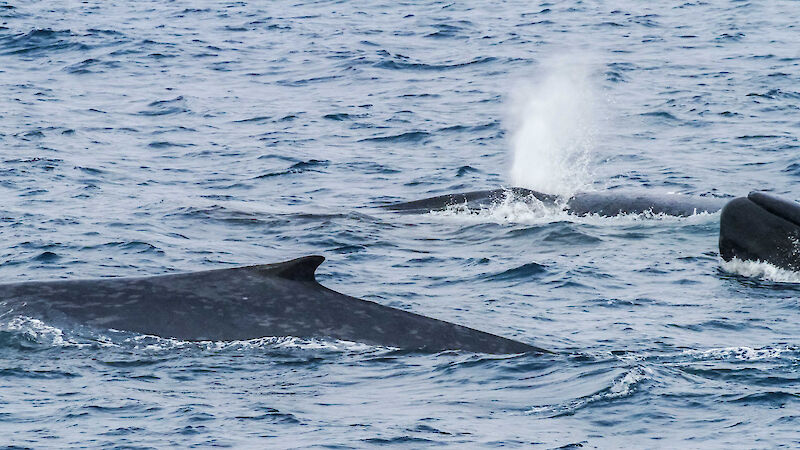 Three blue whales surfacing