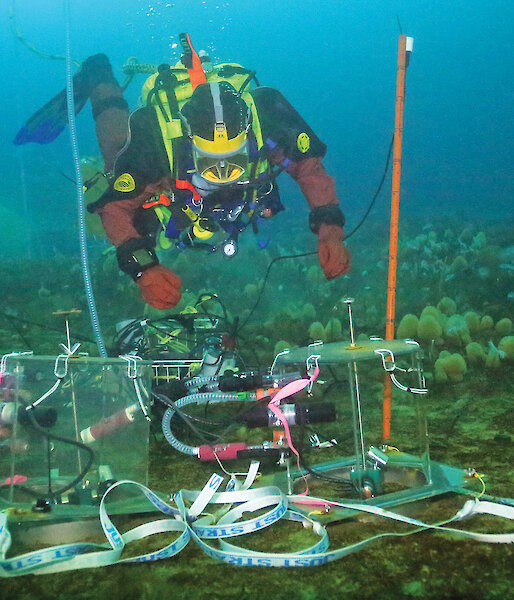 A diver checks a mini-chamber used to conduct short-term ocean acidification experiments over 24–48 hours