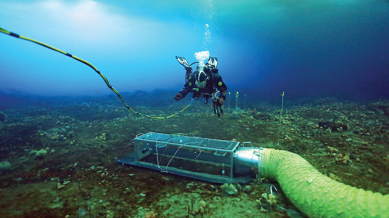 One of the experimental chambers in place on the sea floor of O’Brien Bay, attached to its duct (‘slinky’), which delivers carbon dioxide-enriched seawater from the surface
