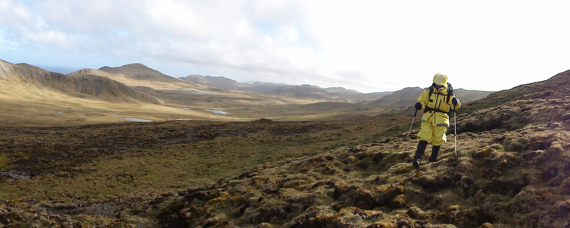 An expeditioner walks through a landscape of cushion plants on Macquarie Island