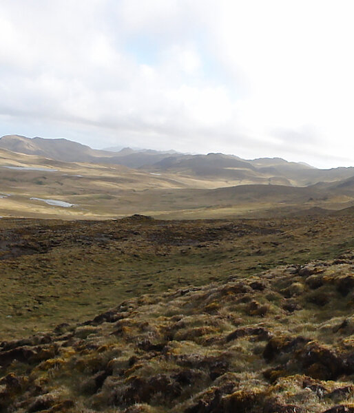 An expeditioner walks through a landscape of cushion plants on Macquarie Island