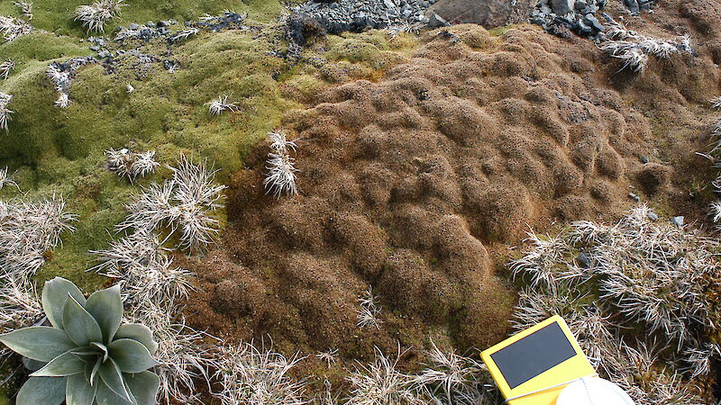 Dieback has set in on this once healthy cushion plant, possibly as a result of changes in summer water availability.