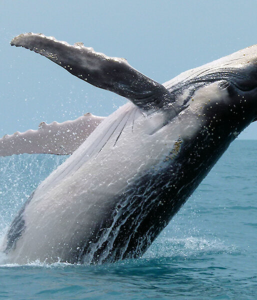 A humpback whale breaching