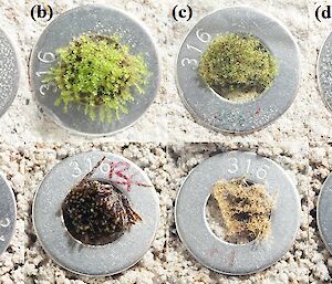 Two rows of Antarctic mosses grown in normal soil or soil contaminated with fuel.