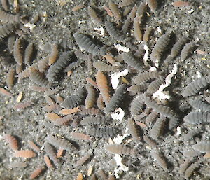 Springtails on Antarctic soil.