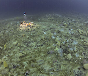 The sea floor in the waters off Casey where the chambers will be deployed, showing a flat area covered with sponges, sea pens, feather stars and rocks