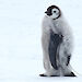A fledgling emperor penguin with a satellite tracker attached.