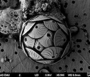 A scanning electron micrograph of a coccolithophorid (marine alga) Calcidiscus leptoporous. Coccolithophorids differ from other phytoplankton in having an external covering of scales made of the mineral calcite – a major component of sea shells.