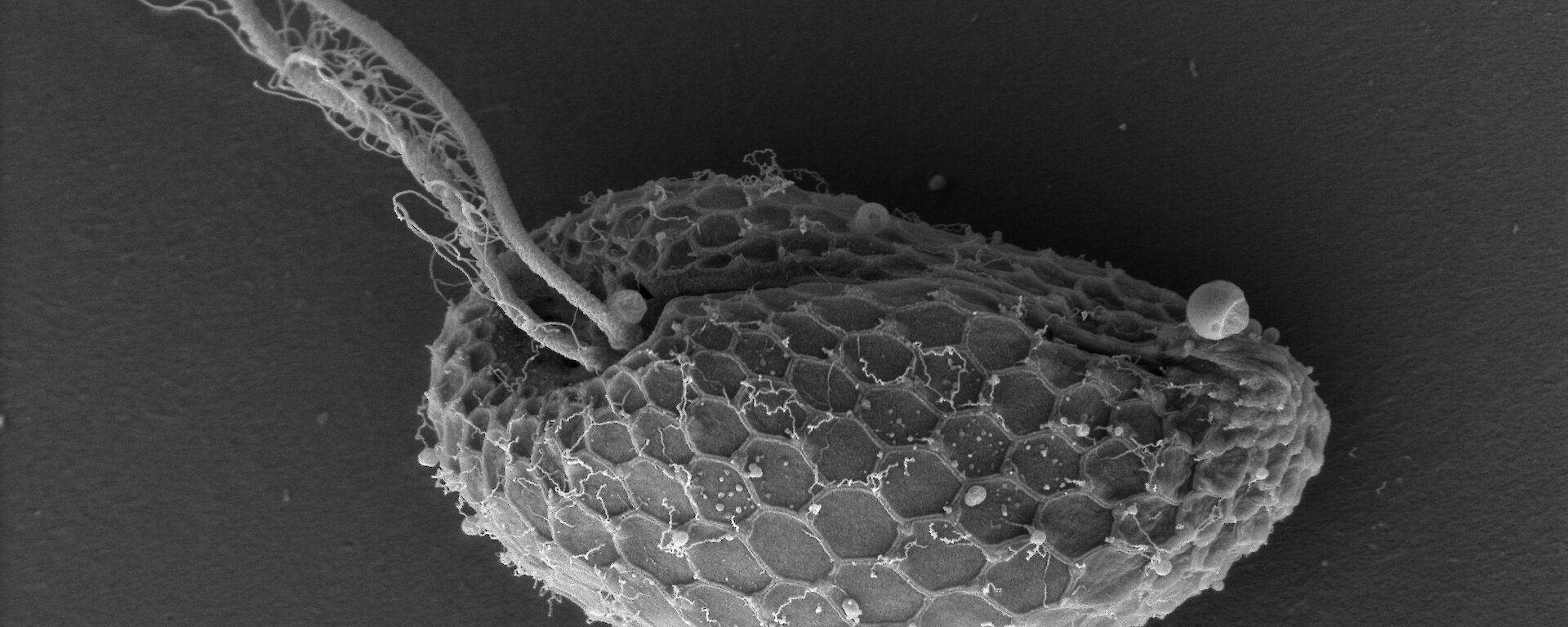 This cell is from the Cryptophyte group and was collected in the waters off Davis station, Antarctica. Cryptophytes are single celled animals (protozoa) with whip-like ‘flagella’.