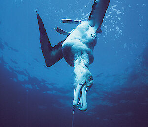 An albatross drowned on a longline