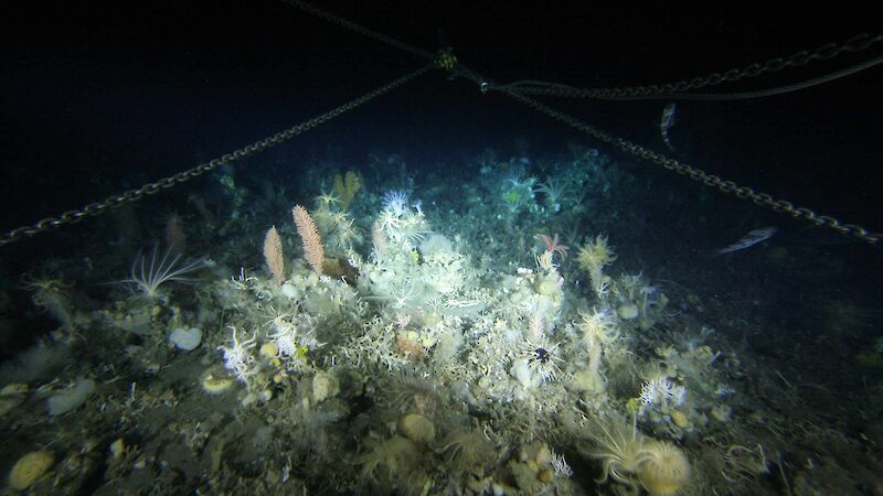 A photo of the seafloor in the Southern Ocean captured by the trawl camera.