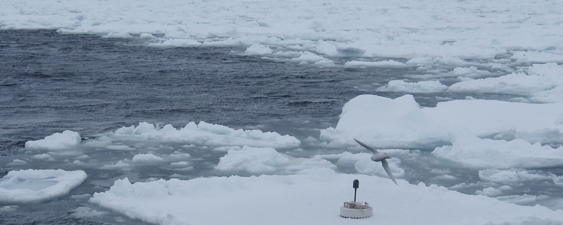 A wave sensor deployed on a small ice flow at the edge of the Marginal Ice Zone, Antarctica. The sensor measures vertical acceleration, which is converted into wave height.