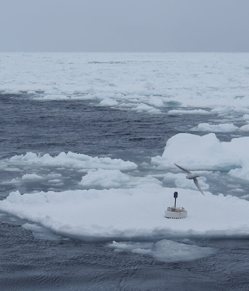 A wave sensor deployed on a small ice flow at the edge of the Marginal Ice Zone, Antarctica. The sensor measures vertical acceleration, which is converted into wave height.