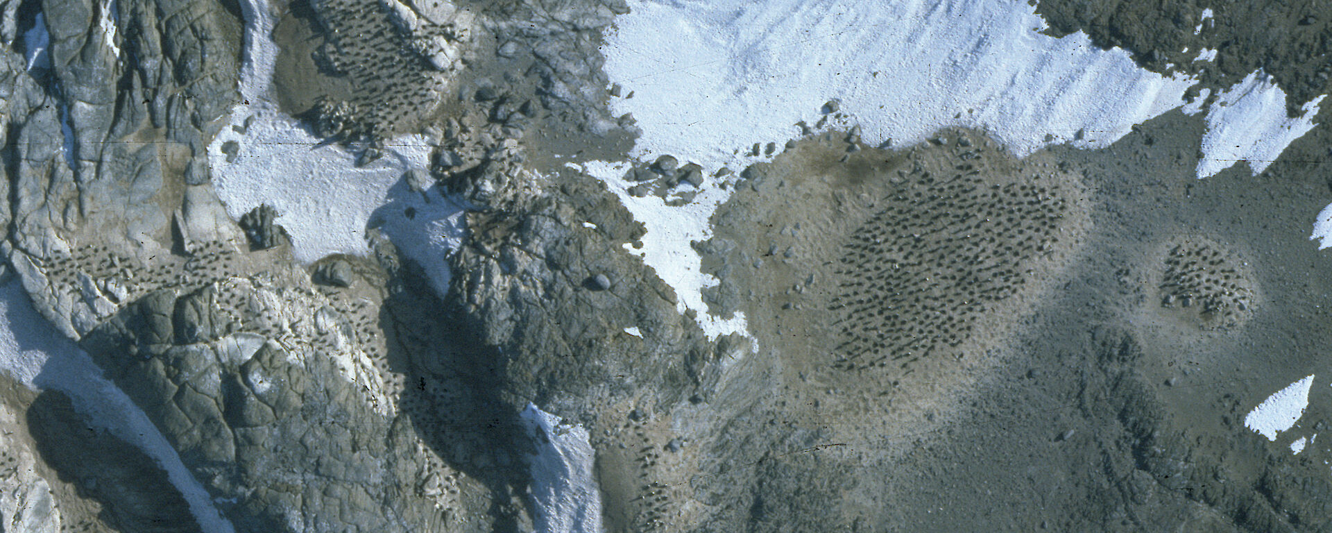 Part of a vertical aerial photograph of Adélie penguin colonies on Kazak Island, Vestfold Hills, taken with the Linhof camera on 24 November 1993.